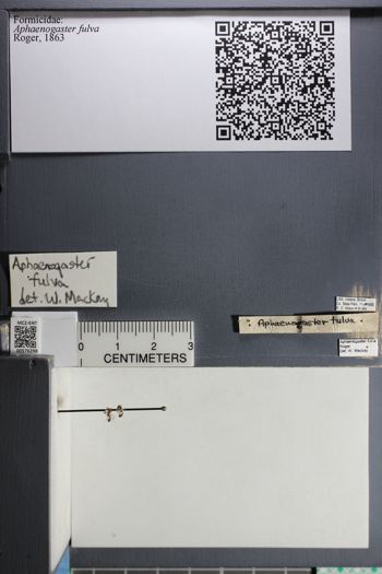 Media type: image;   Entomology 576298